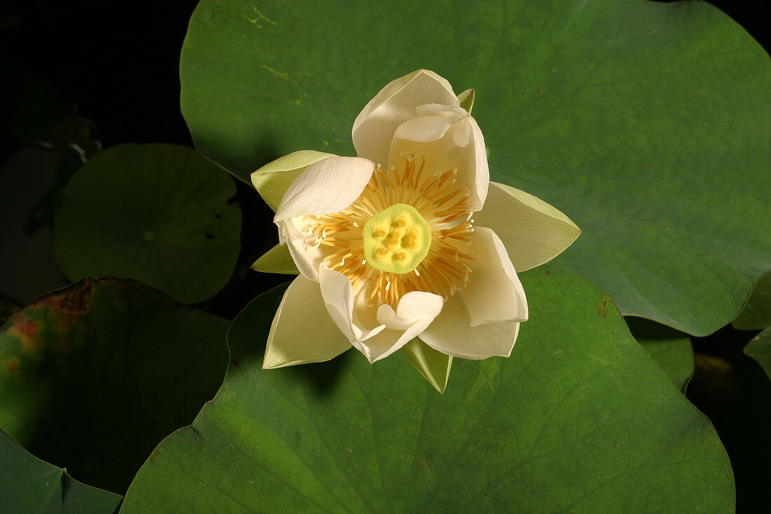 American Lotus (Nelumbo lutea) opening