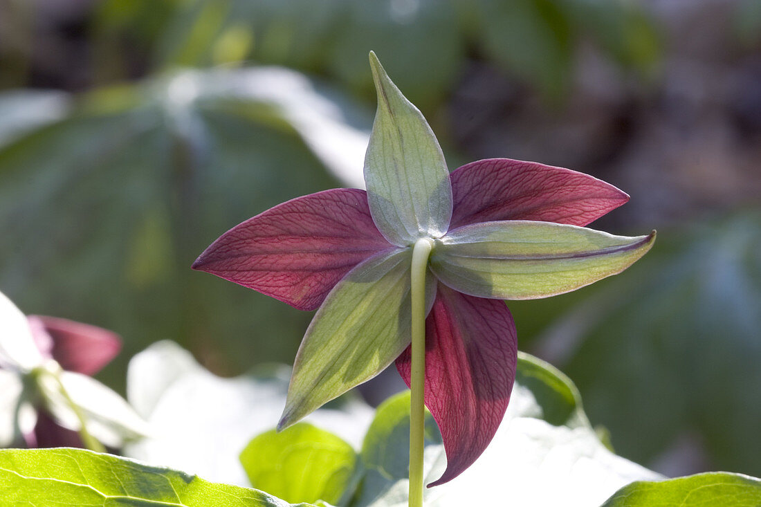 Red Trillium