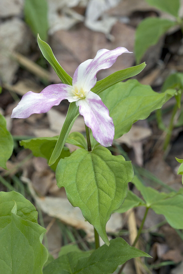 Large-Flowered Trillium