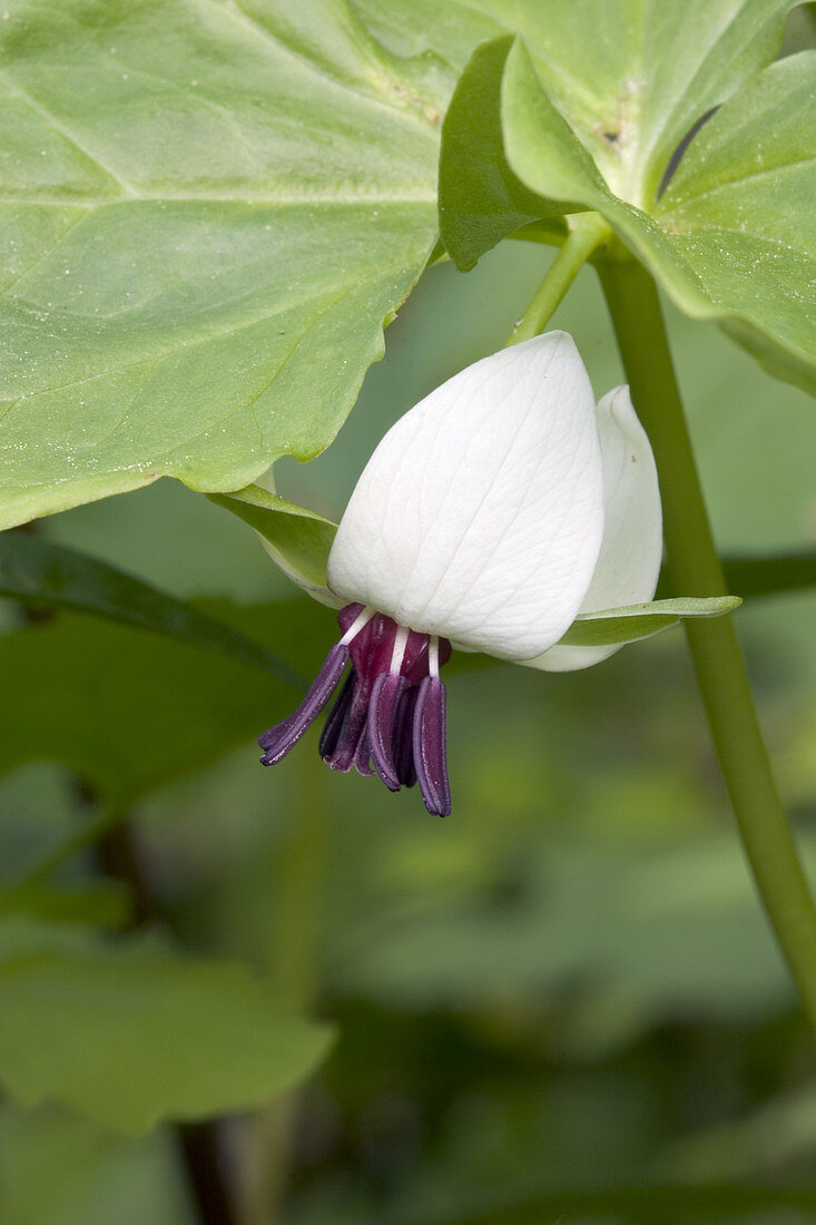 Nodding Trillium