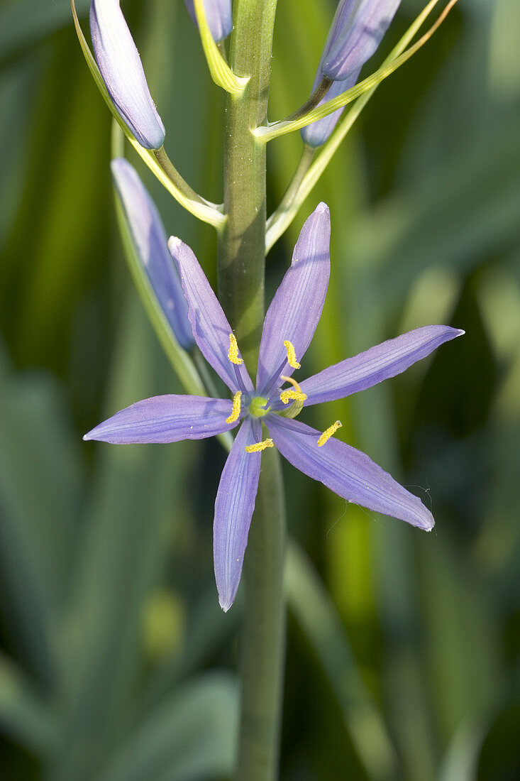 Wild Hyacinth