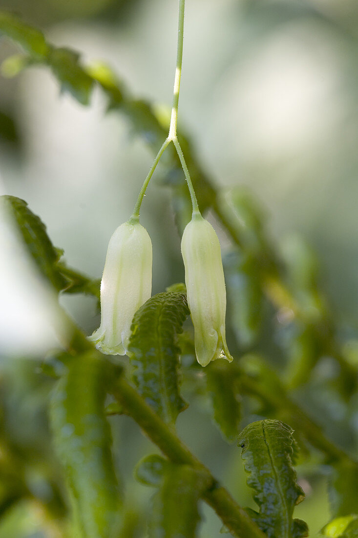 Solomon's Seal