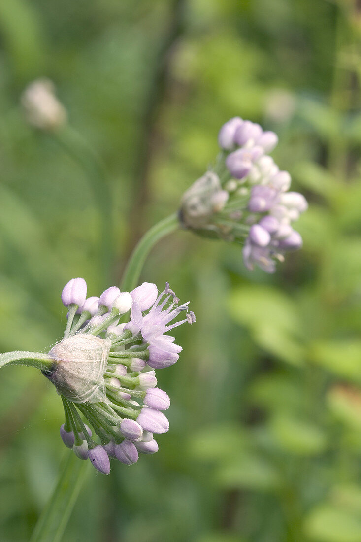 Nodding Wild Onion