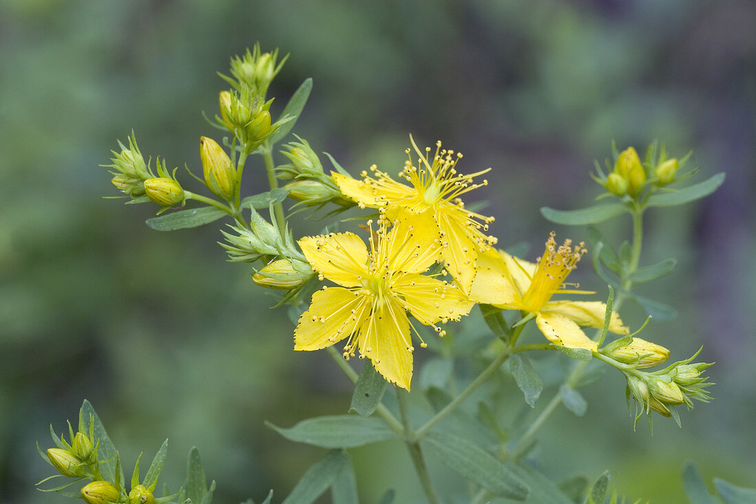 Common St. Johnswort