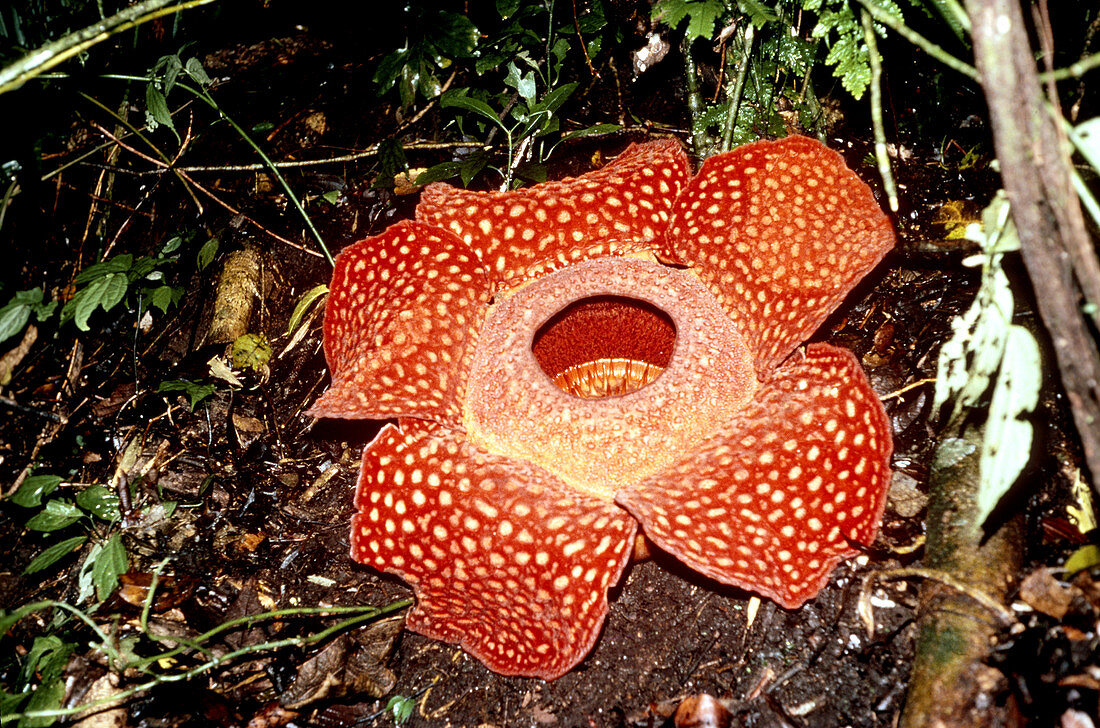 Rafflesia arnoldii,Worlds Largest Flower
