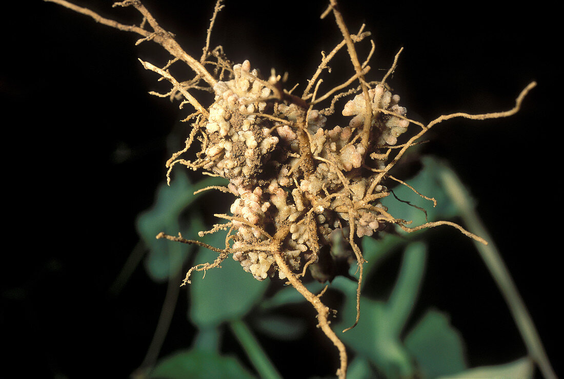 Nitrogen-Fixing Nodules on Pea Roots
