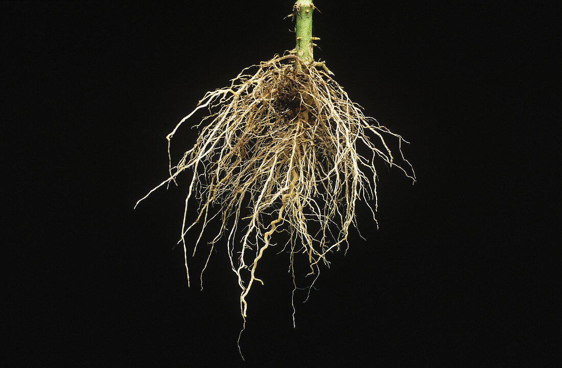Fibrous roots of a Cosmos plant
