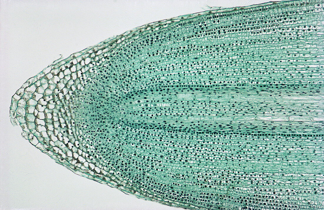 Lily root tip,light micrograph