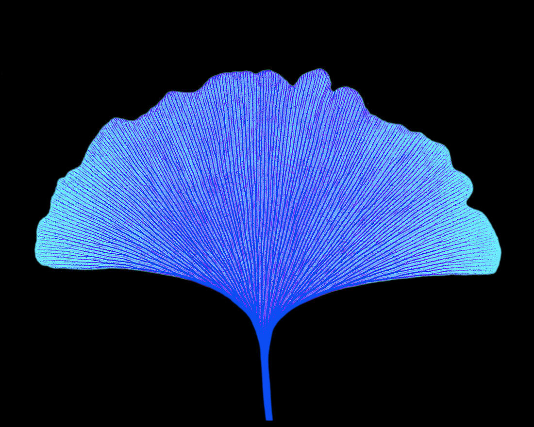 X-ray of Ginkgo leaf