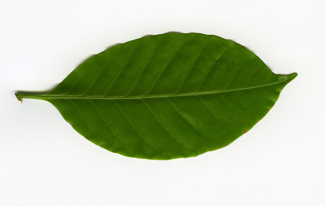 Leaf of a Coffee plant (Coffea sp.)