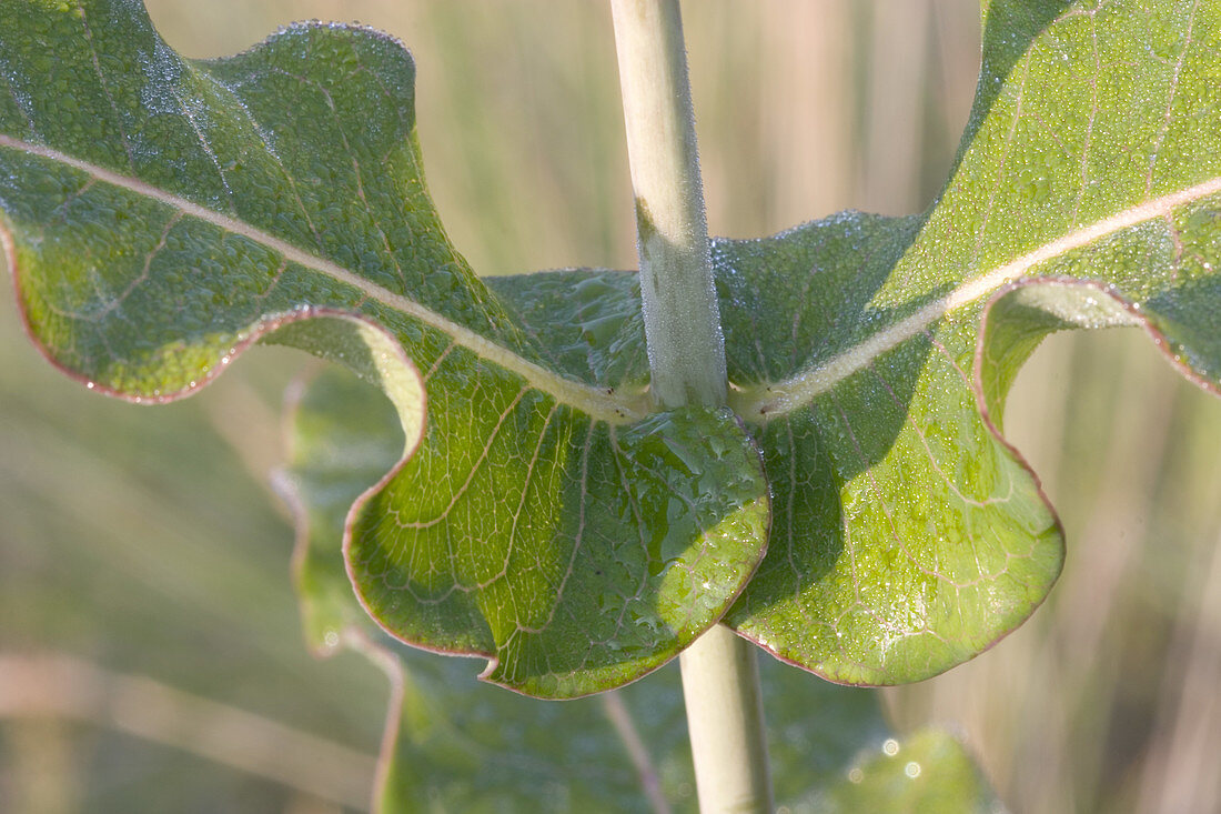 Blunt-Leaved Milkweed