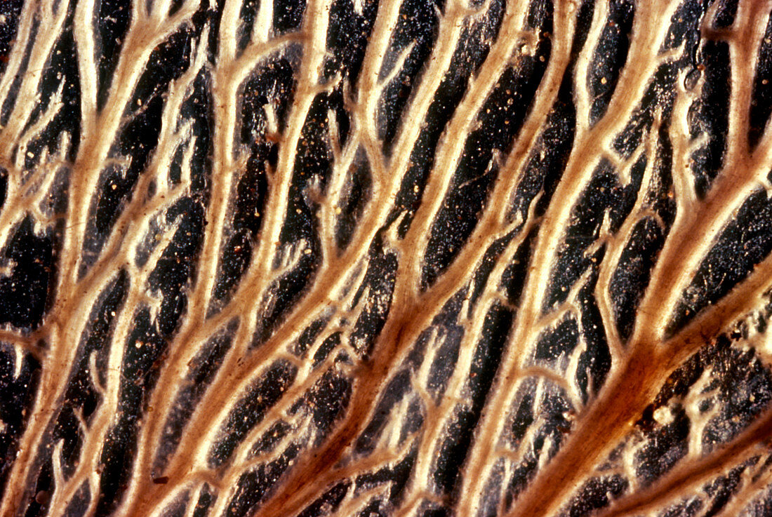 Close-up of the ribs on a Maple key