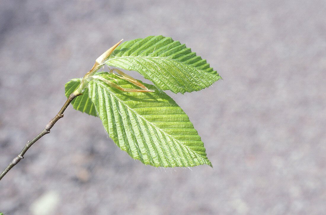 American beech leaves