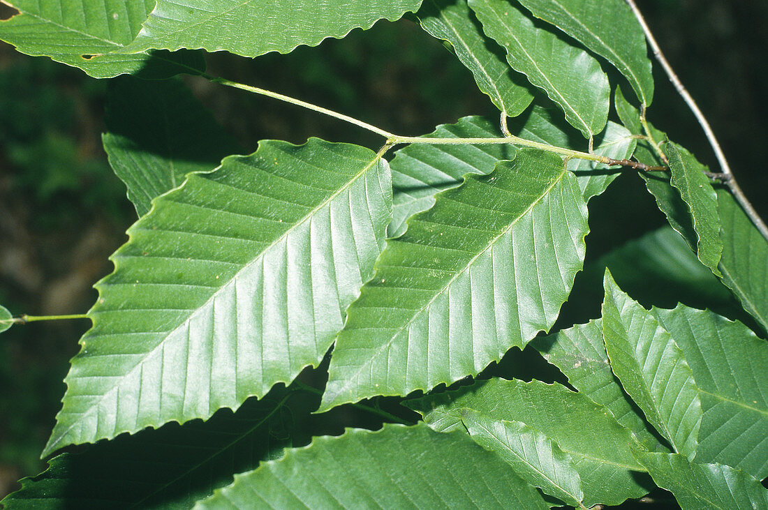 American beech leaf