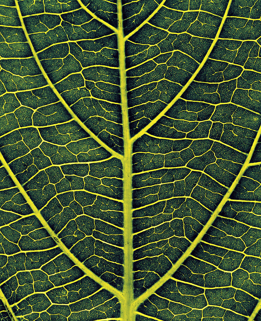 Veins of a leaf