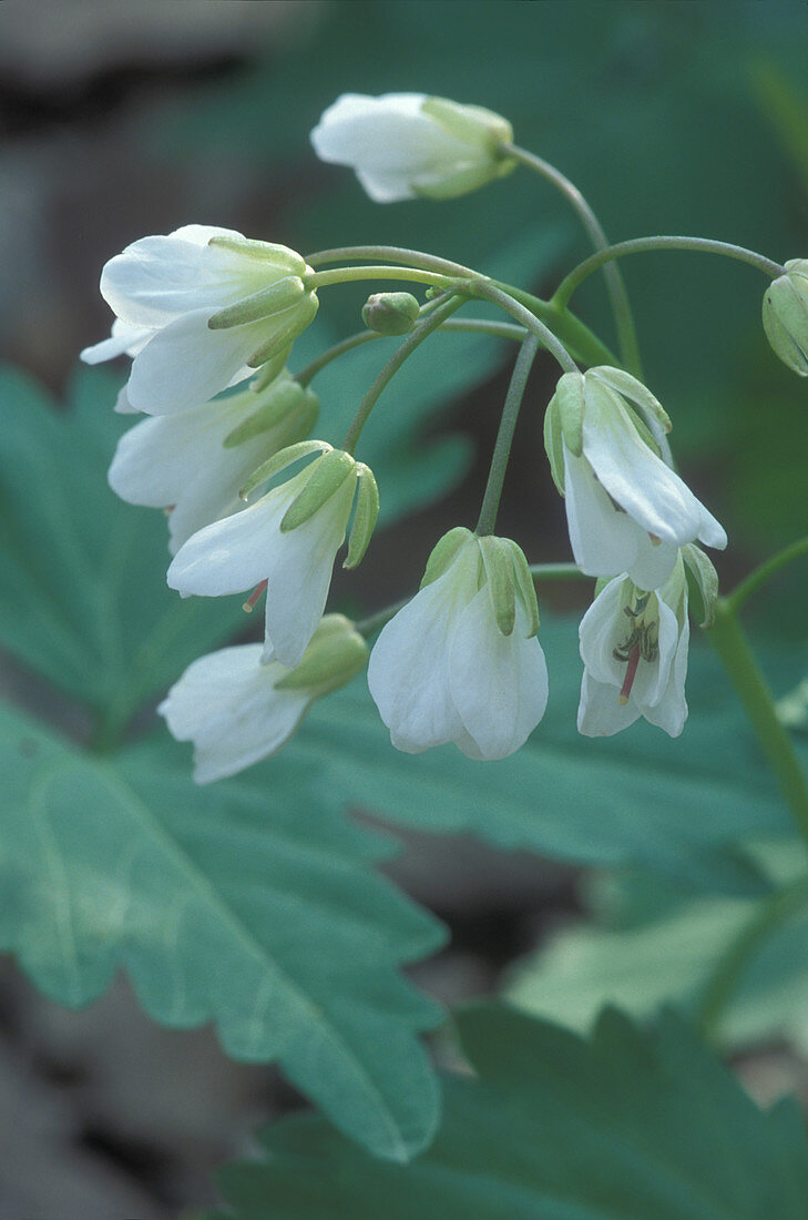 Toothwort