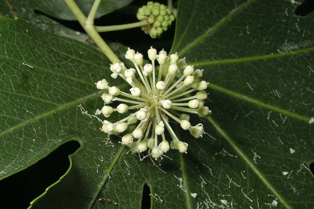 Flower cluster of Japanese Fatsia