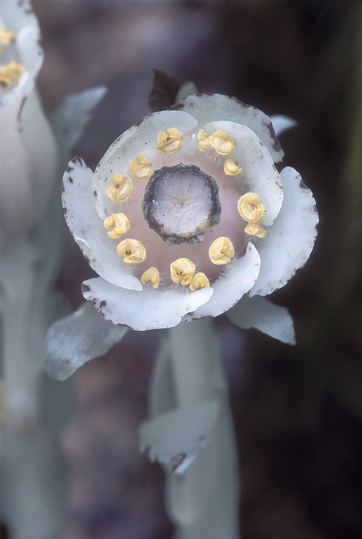 Indian Pipe