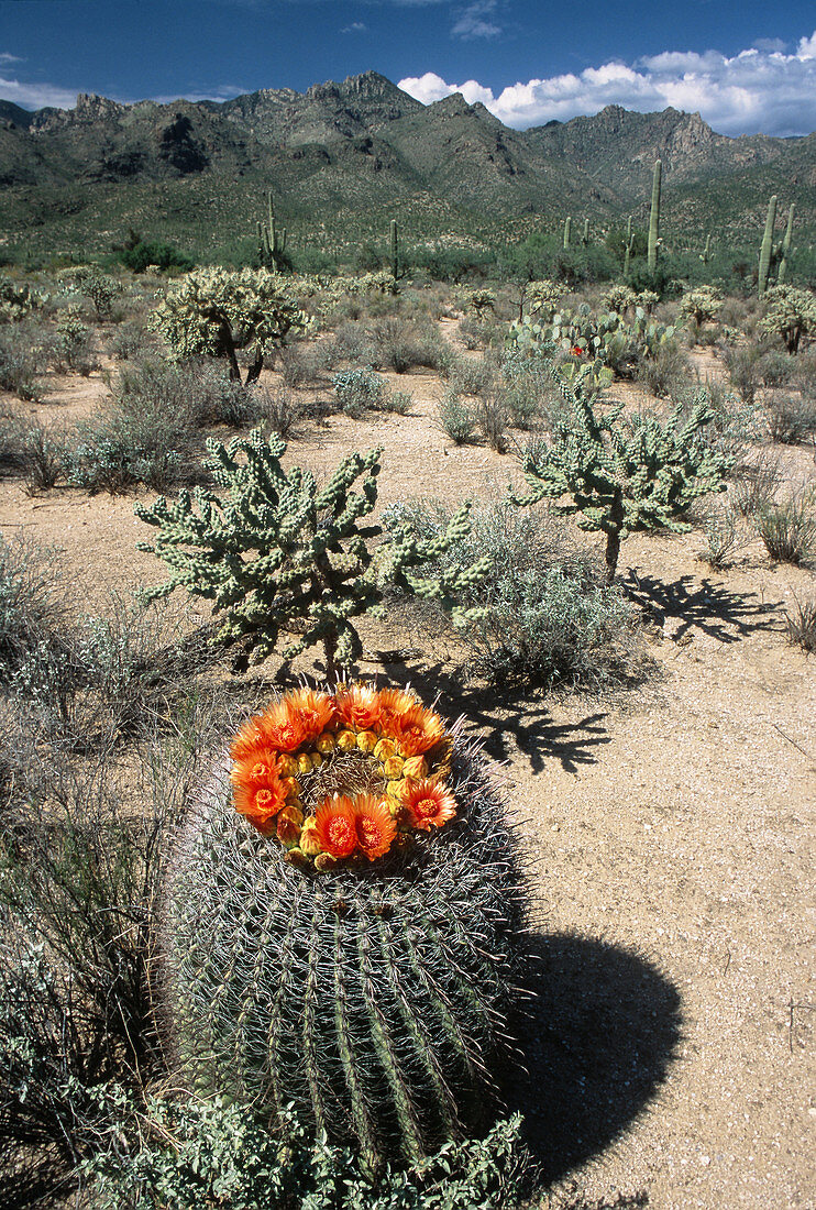 Fishhook Barrel Cactus Flowers