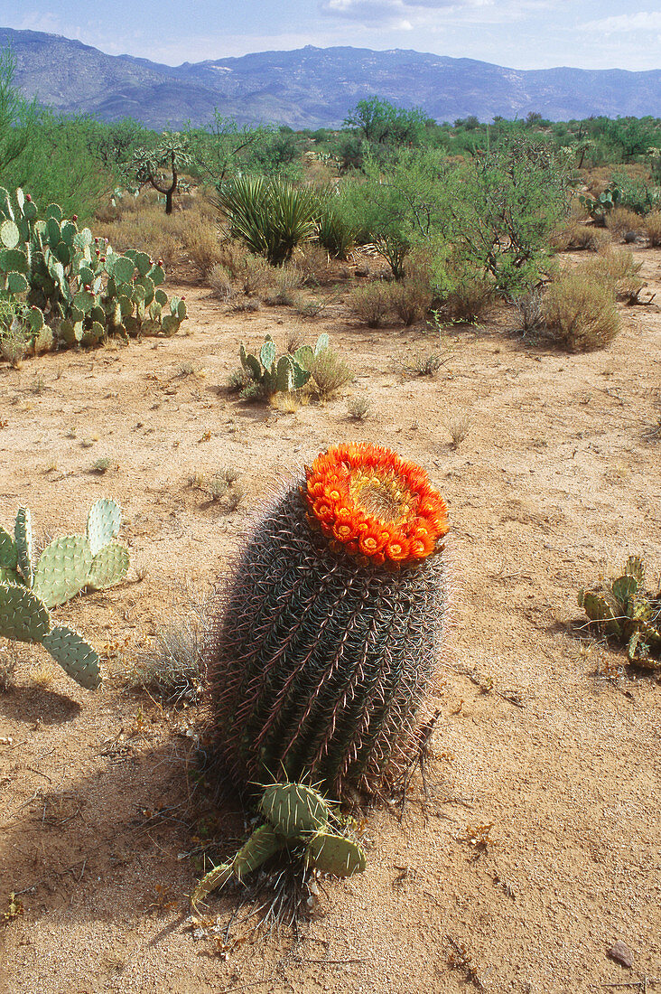 'Barrel Cactus,Sonora Desert'