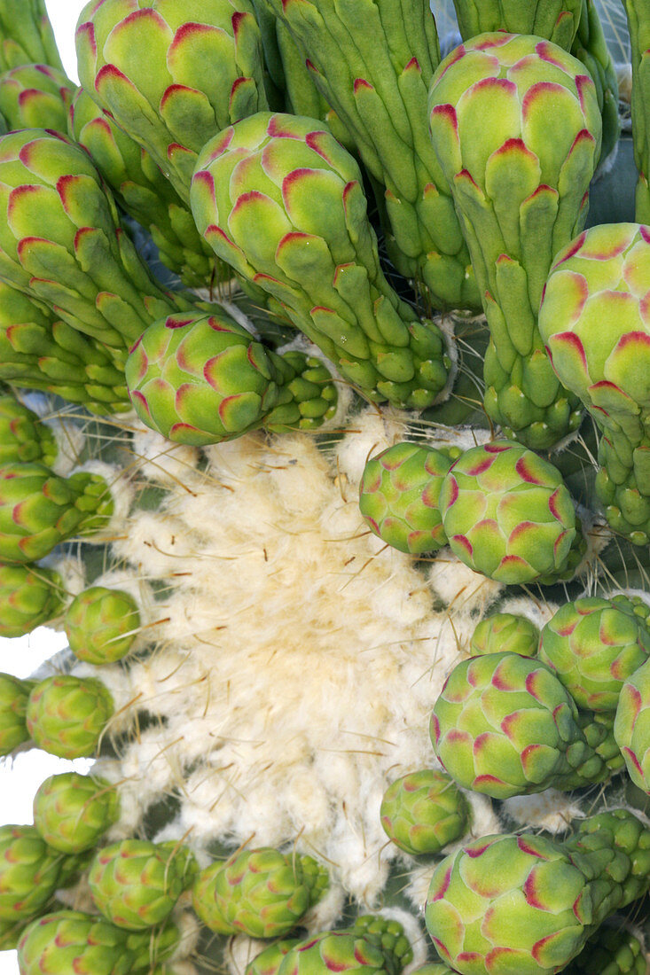 Meristem growth in a Saguaro Cactus