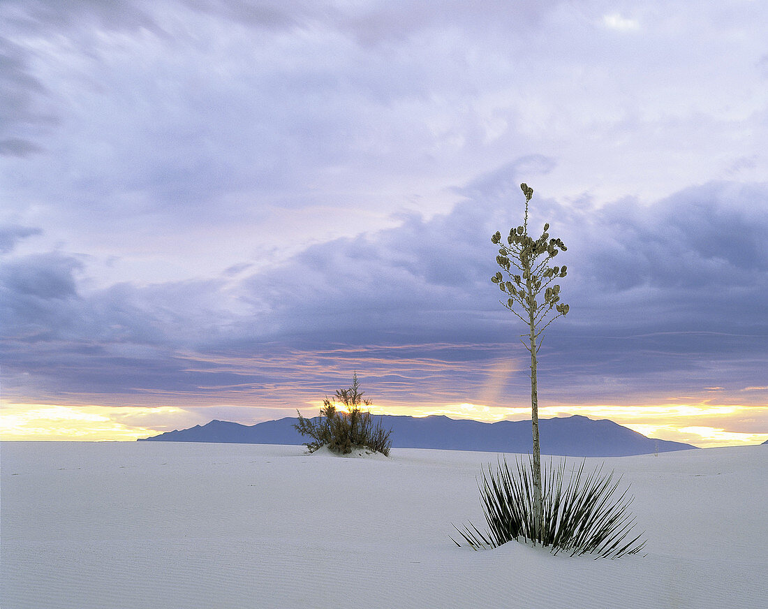 Sunset on Yucca at White Sands Nat. Mon