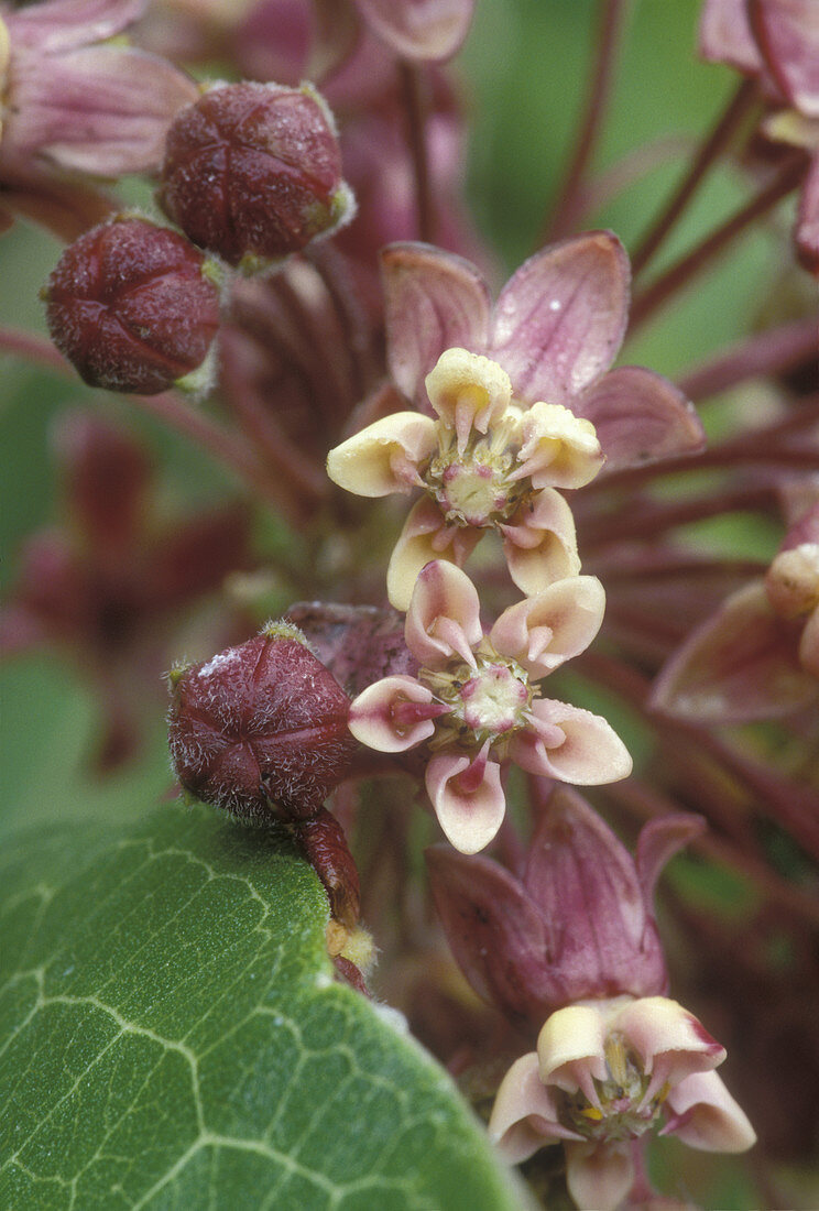 Common Milkweed