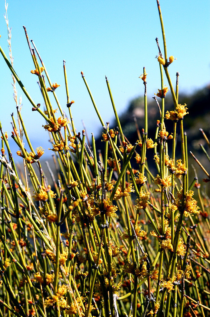 Ephedra in the Chihuahuan Desert