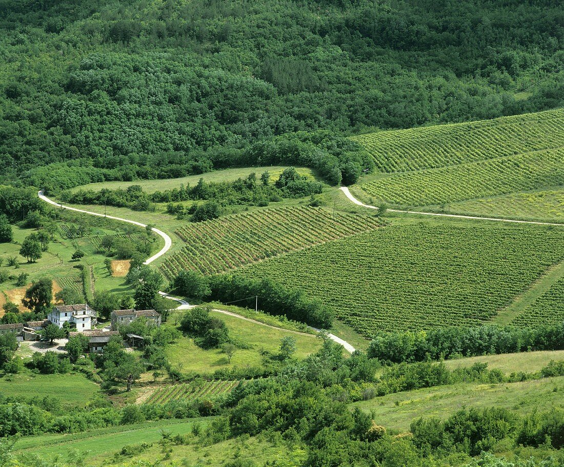 Blick auf Weinberge bei Motovun, Halbinsel Istrien, Kroatien