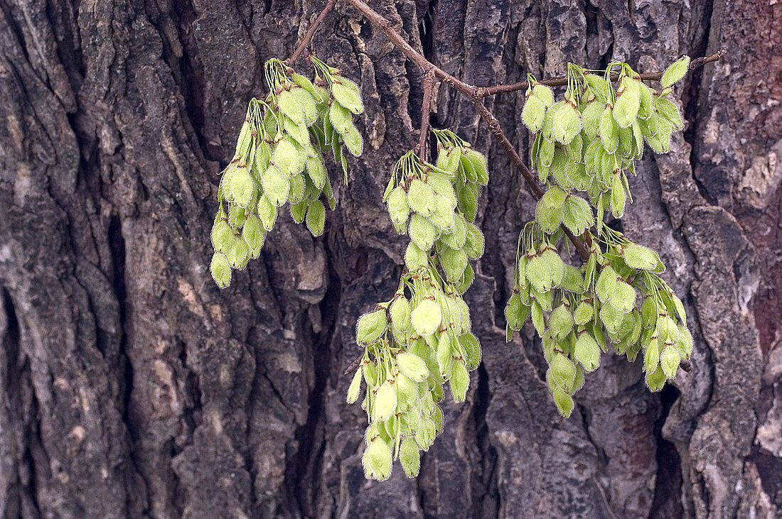 Developing Seeds of the American Elm