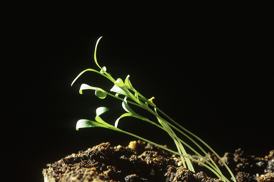 Cilantro seedlings bending toward light