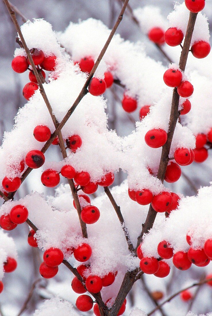 Snow on Winterberry