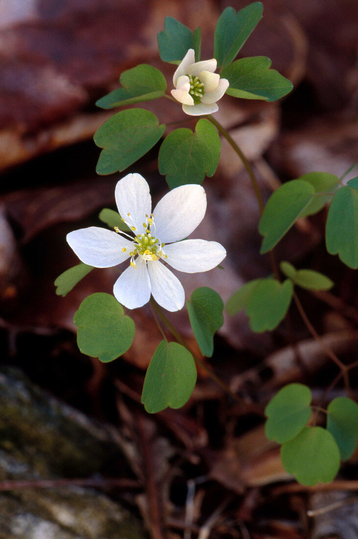 Rue Anemone