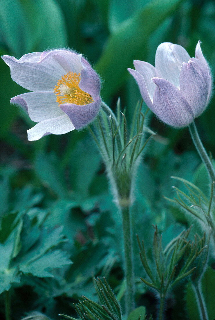 Pasqueflower