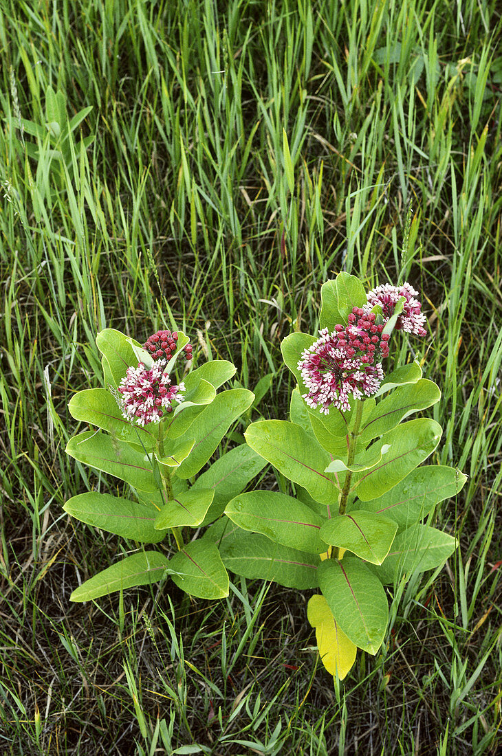 Common milkweed plant