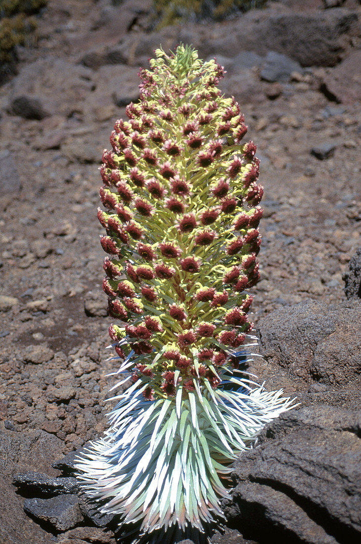 Silversword Plant in Flower