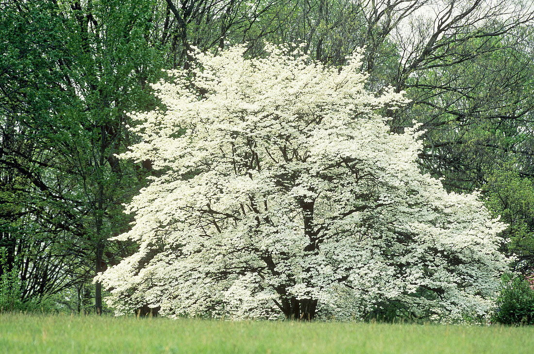 Flowering Dogwood Tree (Cornus florida)