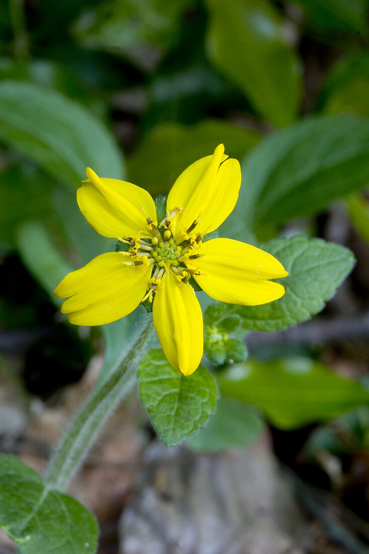 Chrysogonum