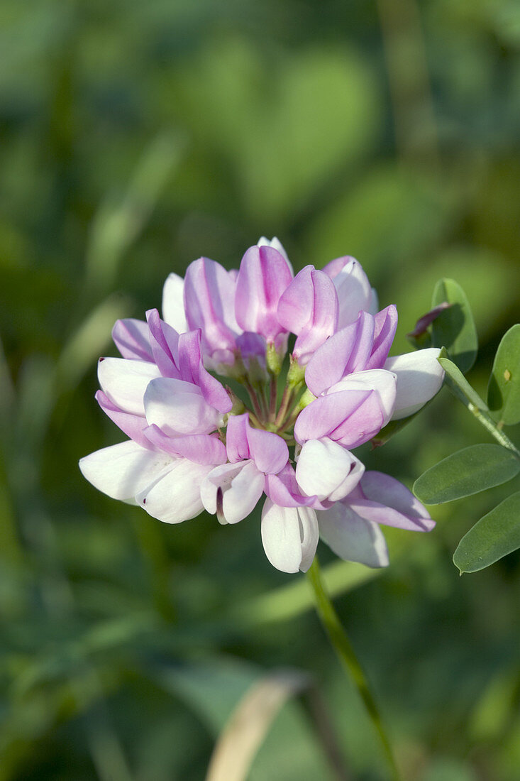 Crown Vetch