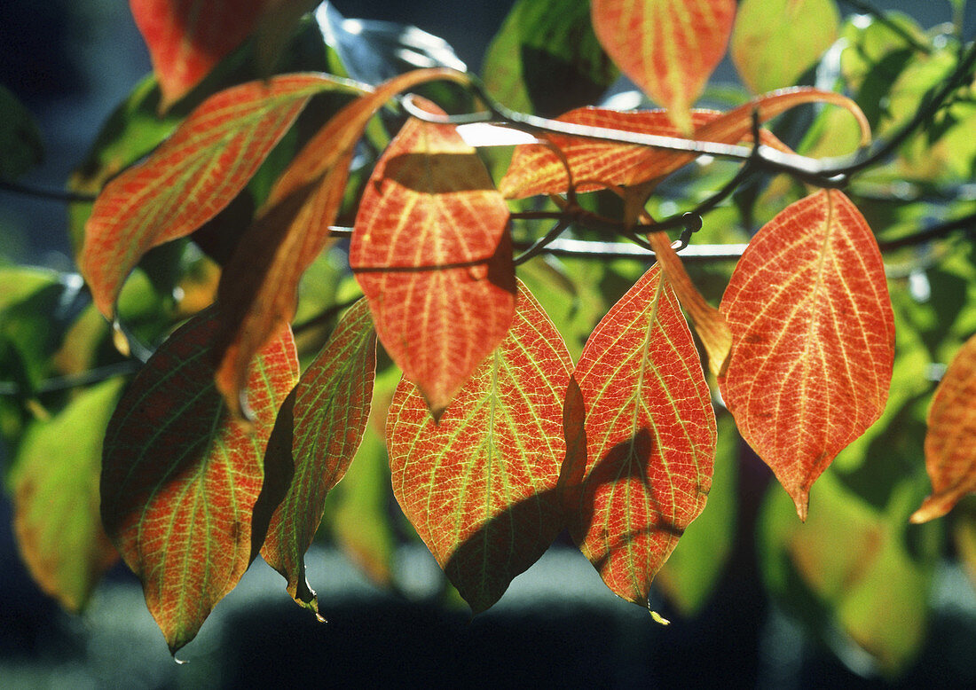Dogwood leaves (Cornus sp.) in autumn