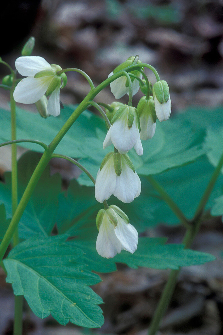 Toothwort