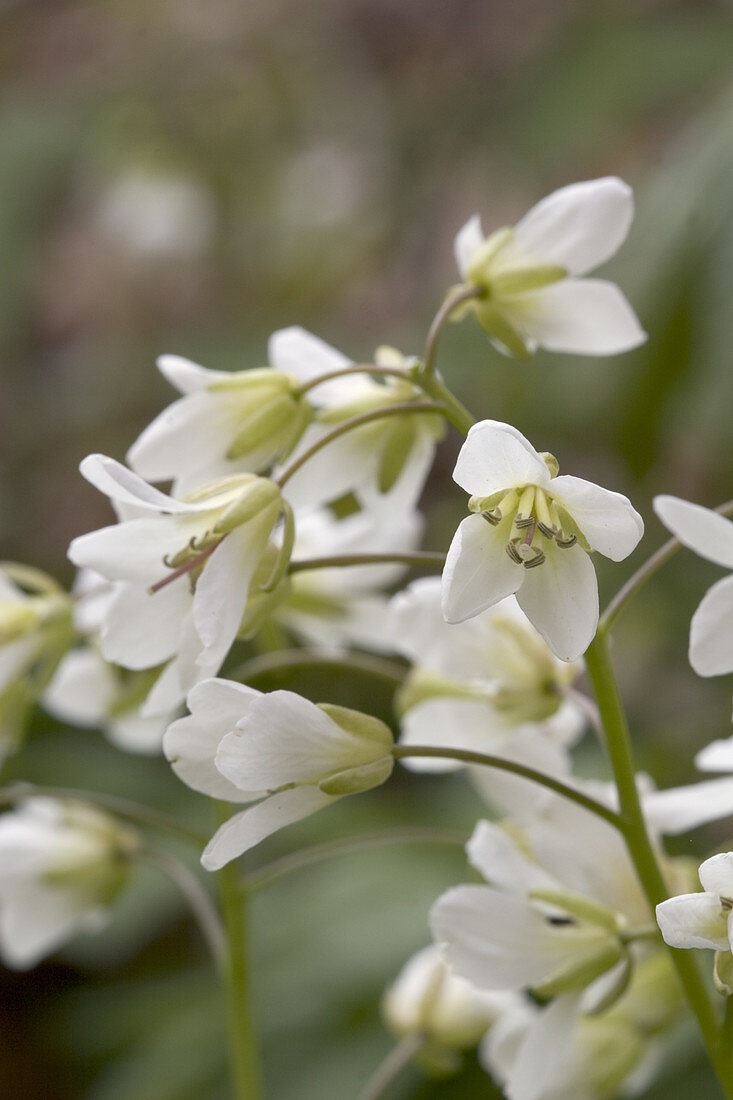 Toothwort