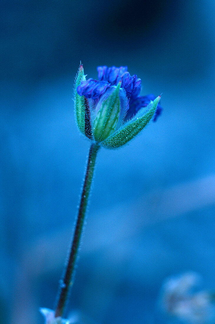 Storksbill