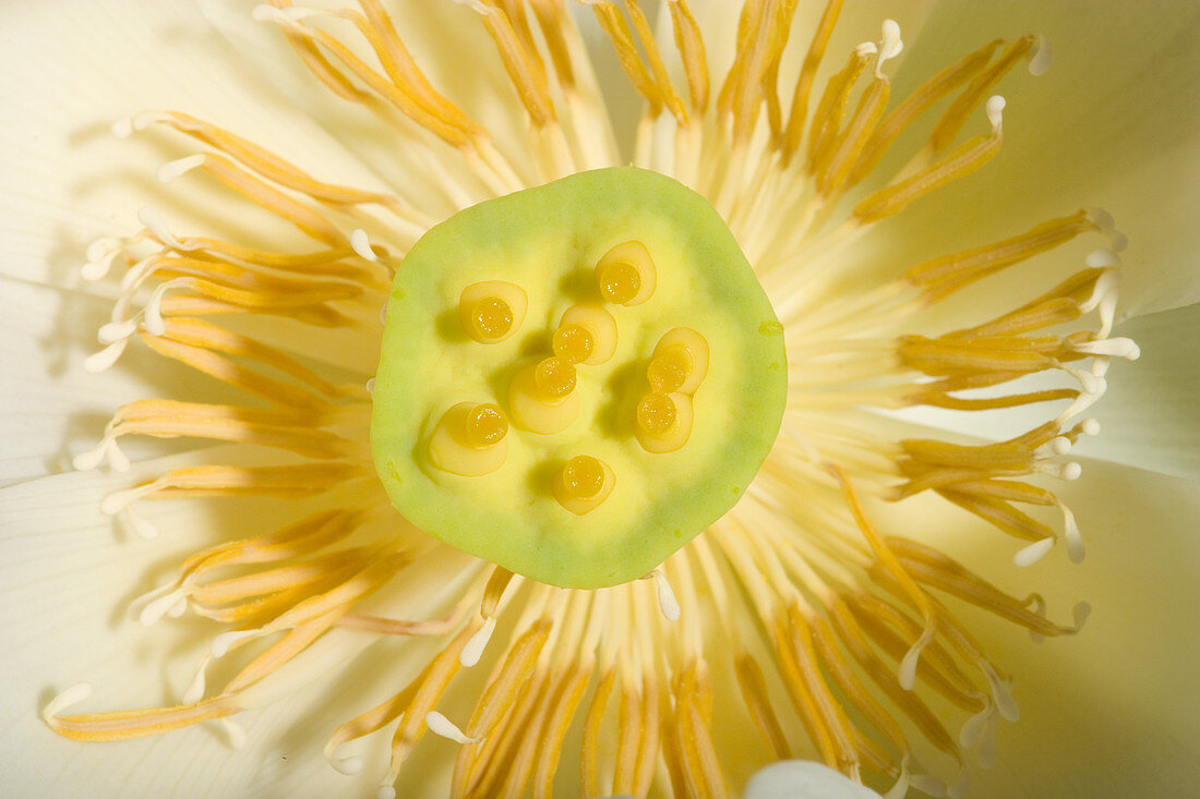 Close-up of American Lotus (Nelumbo lutea)