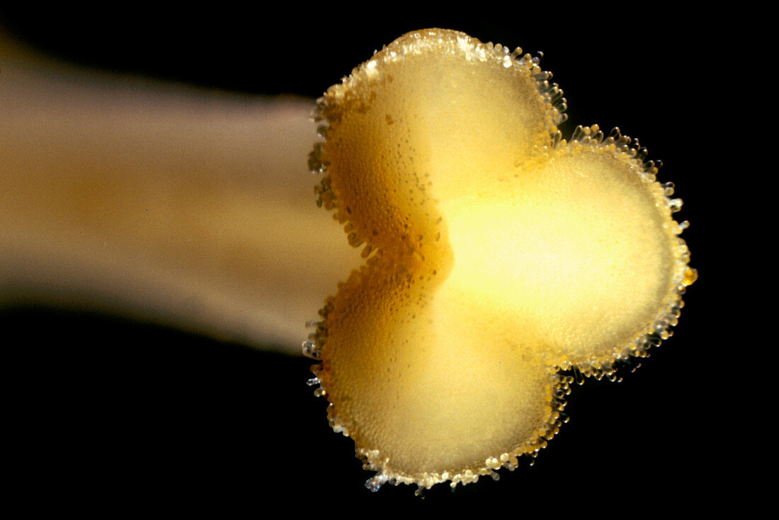 Stigma of a daffodil