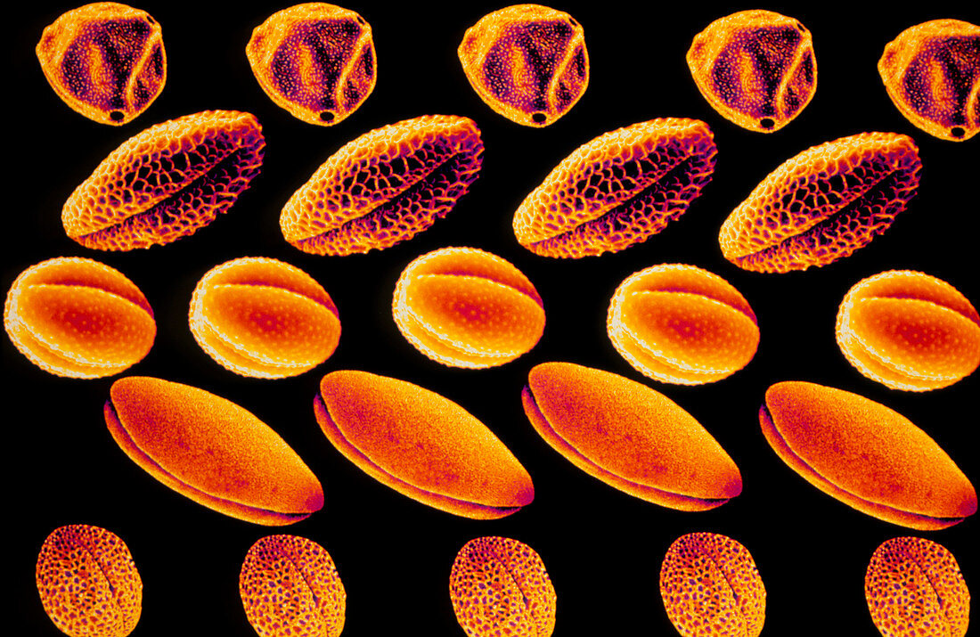 Coloured SEM of various pollen grains