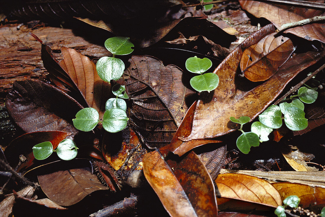 Seedlings among rainforest litter