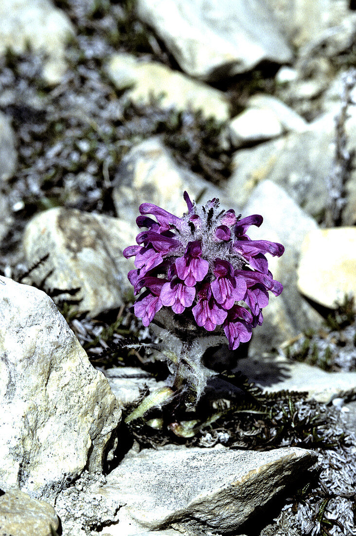 Wooly Lousewort