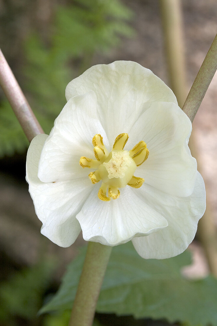 Mayapple