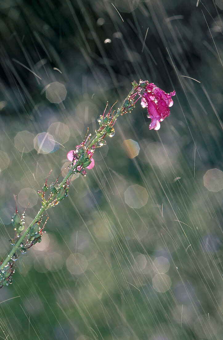 Penstemon flower in the rain